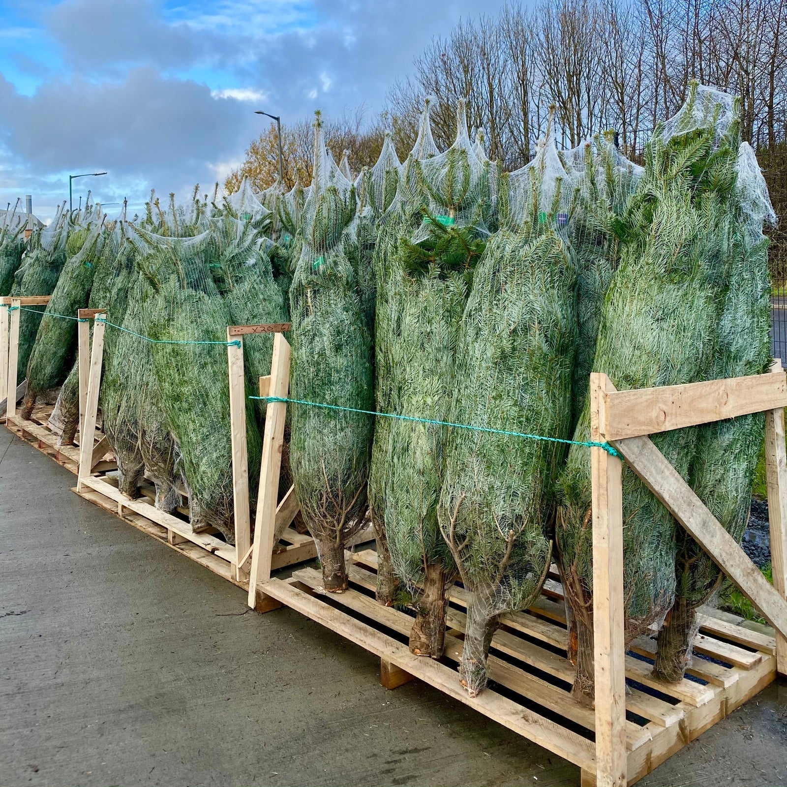 ULTIMATE Nordmann Fir Fresh Cut Christmas Tree (6-8ft)